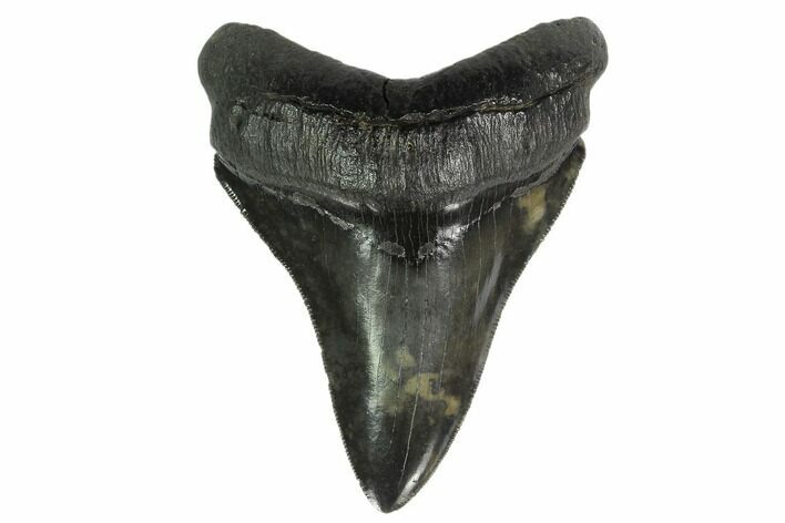 Serrated, Fossil Megalodon Tooth - Beautiful Tooth #137071